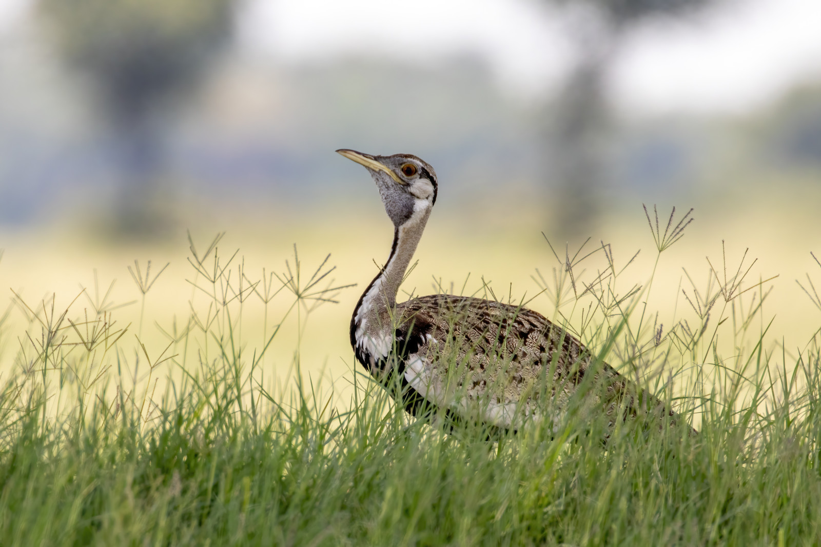 image Black-bellied Bustard